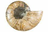 Cut & Polished Ammonite Fossil (Half) - Madagascar #345992-1